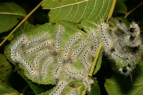 Are Cabbage White Caterpillars Poisonous To Humans at Shirley Hidalgo blog