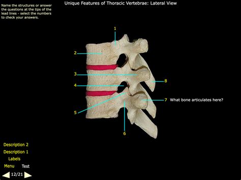 Thoracic Vertebrae Lateral View Diagram Quizlet