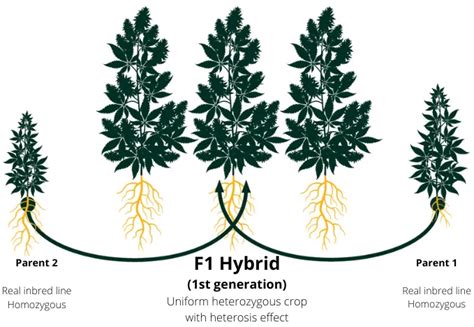 Unveiling The Power Of F Hybrid Cannabis Seeds Unlocking A New Era