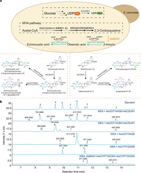 De Novo Biosynthesis Of Oleanane Type Pentacyclic Triterpenes In