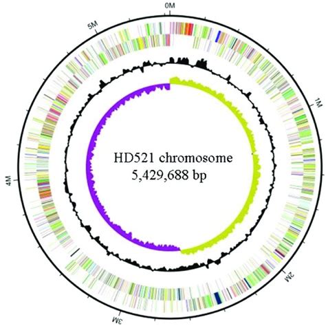 Circular Representation Of Chromosome Of Hd Performing Relevant