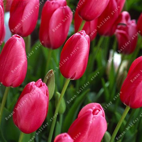 ZLKING Real Red Flower Bulbs Tulip Bulbs Beautiful Pretty Special ...