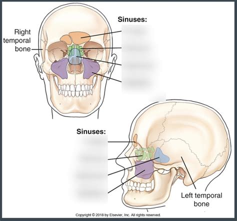 Sinuses Diagram Quizlet