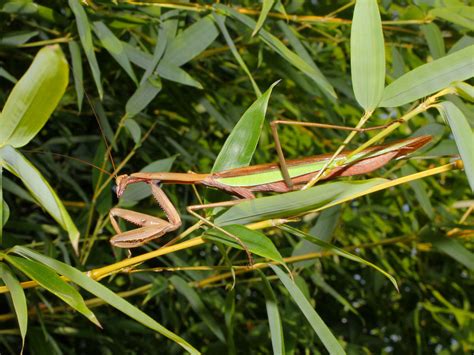 Chinese Praying Mantis