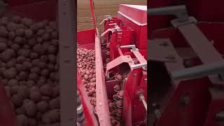 structural potato planter for sale - Woodworking Challenge