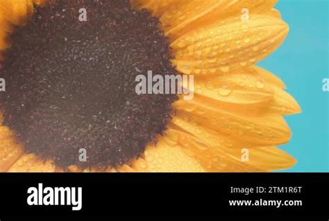 Sunflower Hanging Upside Down With Water Dripping Off It On Blue