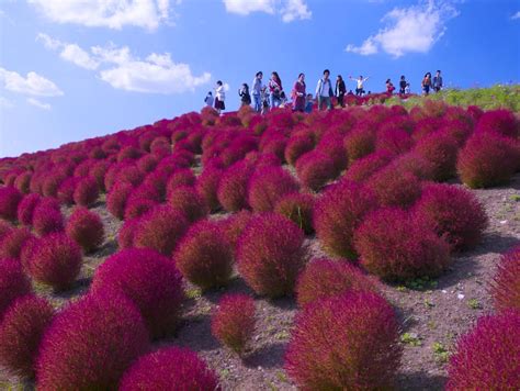 Hitachi Seaside Park