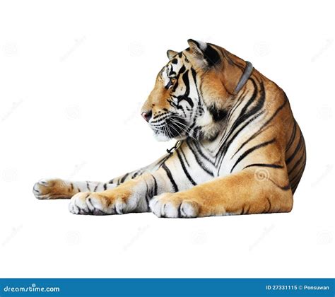 Tiger Isolated Stock Image Image Of Front Jungle Close 27331115