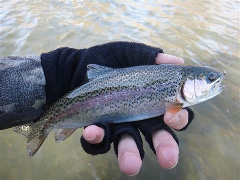 Headwaters Fishing Team: Merced River Trip Report Take Two