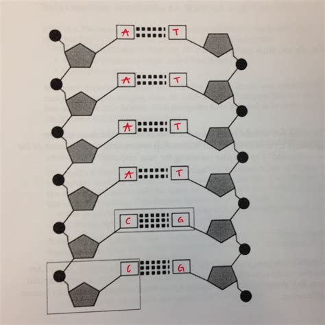 DNA Analysis - Principles of Biomedical Scinece