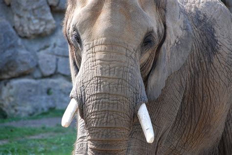 Gajah Gading Kebun Binatang Foto Gratis Di Pixabay Pixabay