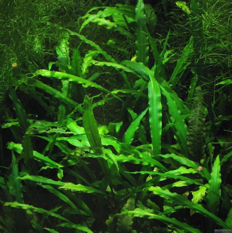 Cryptocoryne Spiralis Var Spiralis Flowgrow Aquatic Plant Database