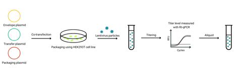 Lentiviral Packaging Plasmids Resources | BioInnovatise