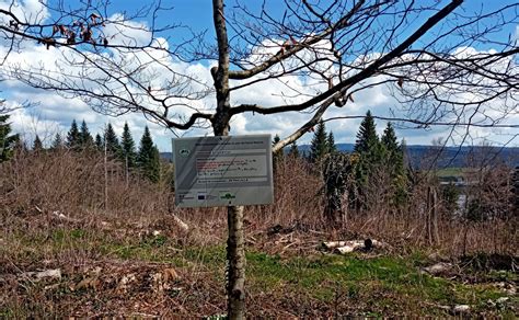 Vuillecin La forêt communale de Vuillecin bénéficie du Plan France Relance