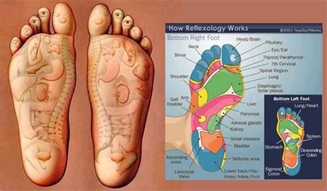 Reflexology Methods And Tutorials