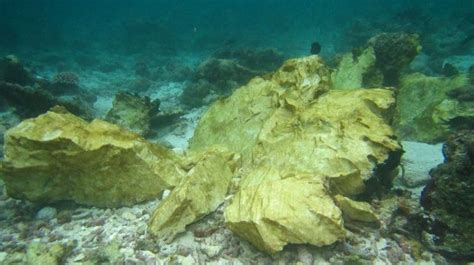 Foto Terumbu Karang Raja Ampat Rusak Akibat Ditabrak Kapal Caledonian Sky