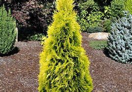 Maria Wn Thuja Occidentalis