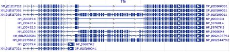 TTN Gene (Titin) - TTN ORF Clone | GenScript