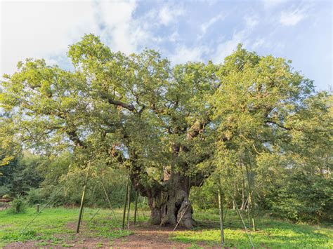 Do You Know About These Famous, Legendary Trees From Around the World? — Daily Passport