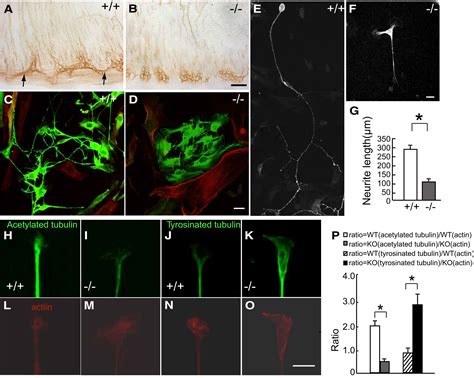 KIF26A Is An Unconventional Kinesin And Regulates GDNF Ret Signaling In