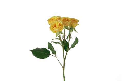 Yellow Spray Roses | Fresh Flowers Online | Wholesale Flower Delivery ...