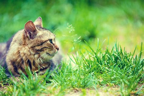 Cat On Grass Little Miss Cat