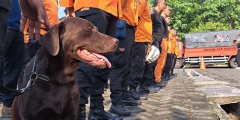 Temukan Korban Gempa Cianjur Yang Tertimbun Ini Kisah Coco Anjing