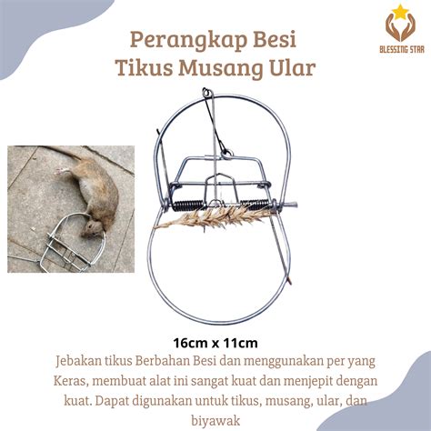 cara membuat perangkap tikus massal 6