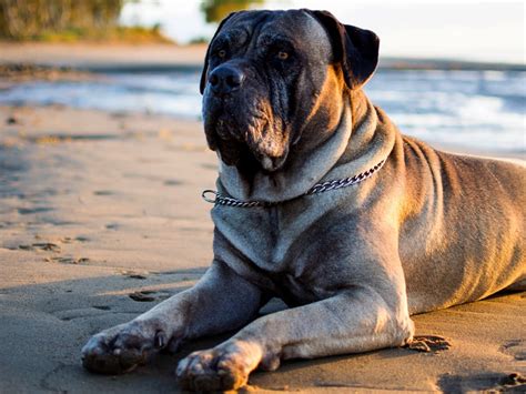 Bullmastiff - Dog Breed Guide | Spot