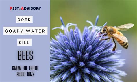 Does Soapy Water Kill Bees Know The Truth About This Buzz