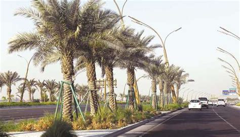 Call To Plant More Local Trees To Beautify Highways Gulf Times