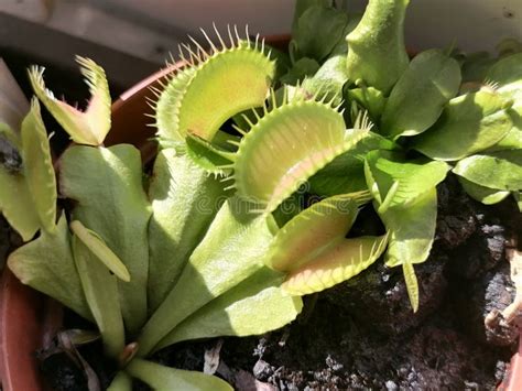 Planta Carn Vora De Venus Flytrampa Dionaea Muscipula Imagen De Archivo