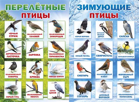 Плакат птицы (30 фото)