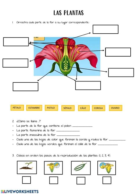 Ficha Online De Las Plantas Para Tercero De Primaria Puedes Hacer Los Ejercicios Online O