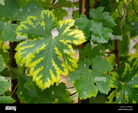 Interveinal Chlorosis Fotograf As E Im Genes De Alta Resoluci N Alamy