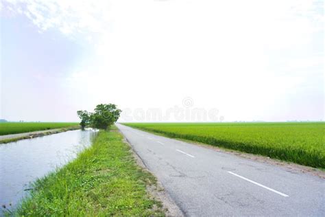 View Of Road And Green Paddy Field Stock Image Image Of Land Green