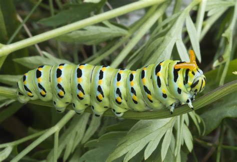 Caterpillar Identification A Visual Guide To Types Of