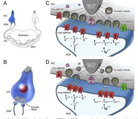 Figure From Pre And Postsynaptic Ionotropic Glutamate Receptors In