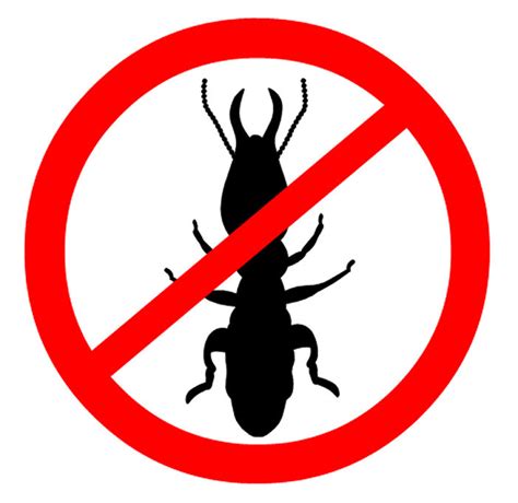 5 Signs You Have a Termite Infestation - Arrow Termite & Pest Control