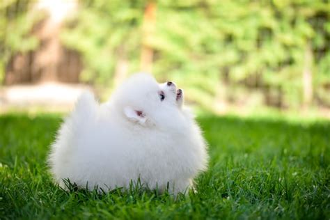 White Male Mini Pomeranian Puppy — Furs & Feathers Pets