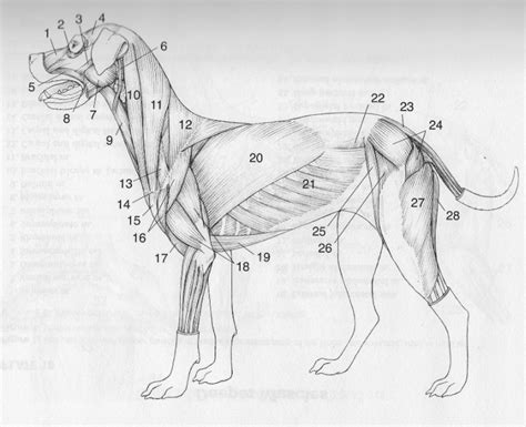 Dog Muscles - Superficial (Diagram) Diagram | Quizlet