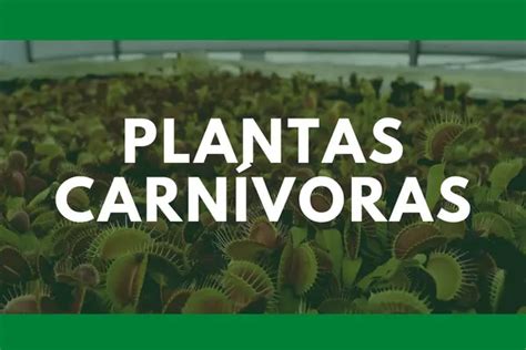 Plantas Carn Voras Definici N Caracter Sticas Tipos