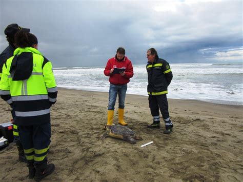 Tor San Lorenzo Trovata Una Tartaruga Caretta Caretta Spiaggiata