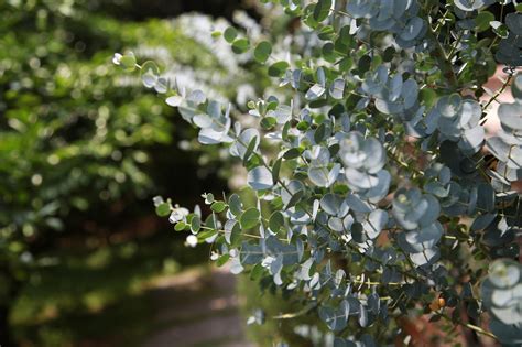 Eucalyptus Snoeien Wanneer En Hoe Doe Je Dat Gardeners World