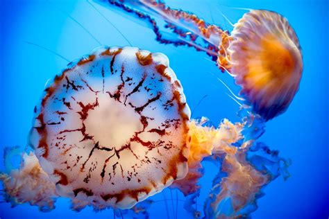 Jellies Animals Monterey Bay Aquarium