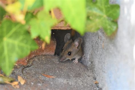 Premium Photo High Angle View Of Mouse