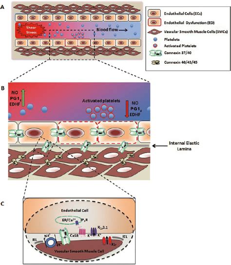 Vascular Tone And Endothelial Cell Ec Vascular Smooth Muscle Cell