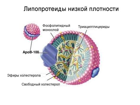 Классификация липидов - презентация онлайн