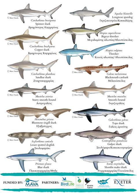 Elasmobranch Field Identification Guide Enalia Physis