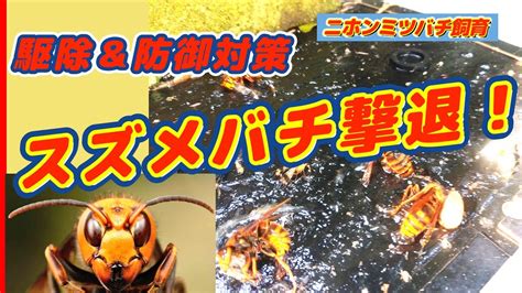 趣味のニホンミツバチ養蜂ースズメバチ！夏から秋にかけて、もっとも危険な蜂たちとその対策。 Youtube